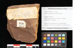 Foto (Objekt + Etikett) von Quercus palaeoilex Ettingshausen (NHMW-GEO-2024-0188-0970)